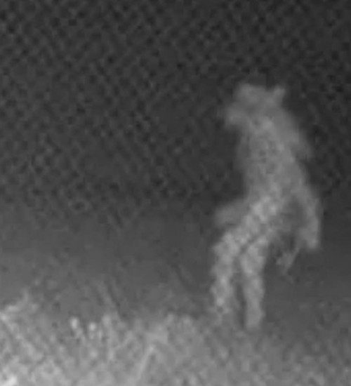 Polícia é chamada para atender ocorrência de 'lobisomem' no RS: