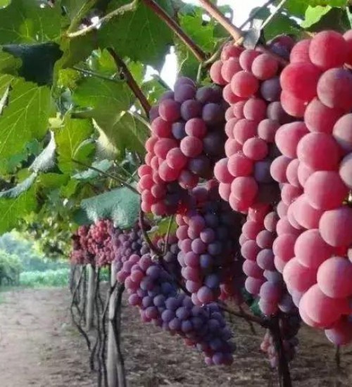 Safra da uva no Rio Grande do Sul deve superar projeções