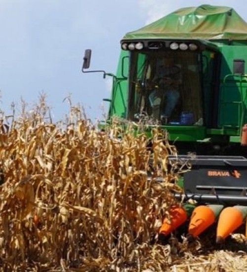 Colheita do milho avança para 35% da área total cultivada no RS