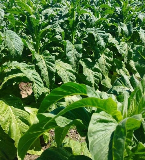 Comercialização do tabaco gera insegurança a fumicultores