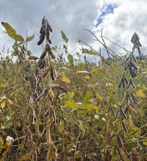 Colheita da soja chega a 50% da área cultivada no RS