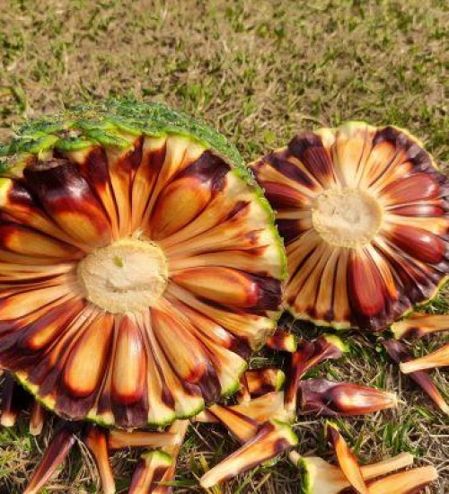 Safra do pinhão começã com menor oferta do produto no RS