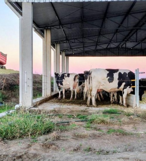 Silagem garante alimentação do rebanho em períodos críticos