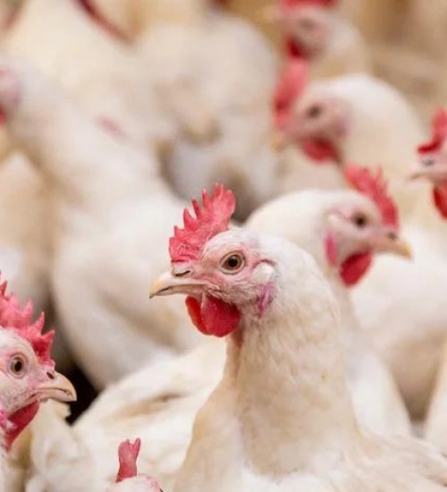 Exportações de carne de frango superam US$ 1 bilhão em maio