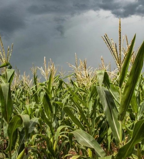Conab alerta para o risco de perdas por excesso de chuvas no RS