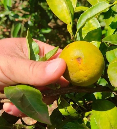 Greening: RS vistoria 1,1 mil pomares de citros