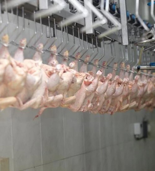 Setores de suínos, aves e ovos têm projeção de crescimento