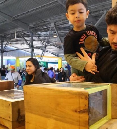 Abelhas nativas do RS despertam a curiosidade do público na Expointer