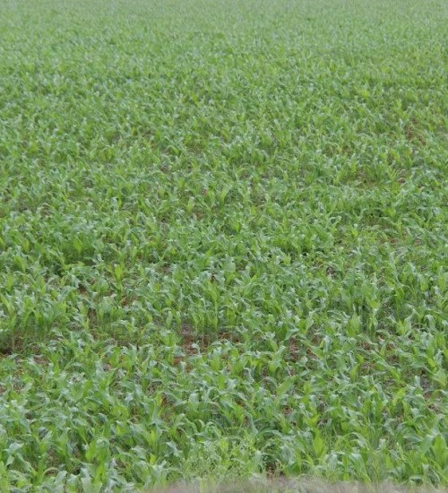 El Niño motiva a ampliação da área de milho no RS