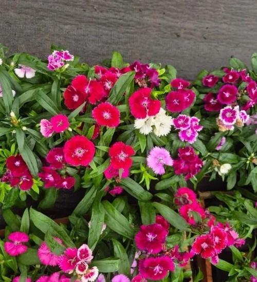 Primavera aquece mercado de flores no RS