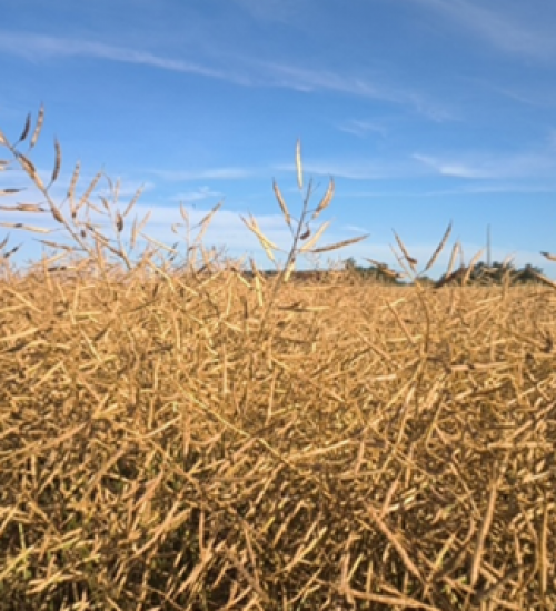 Canola segue em colheita no Rio Grande do Sul