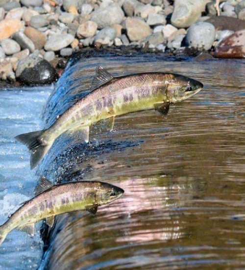 Início da Piracema na Bacia do Rio Uruguai é nesta quinta-feira