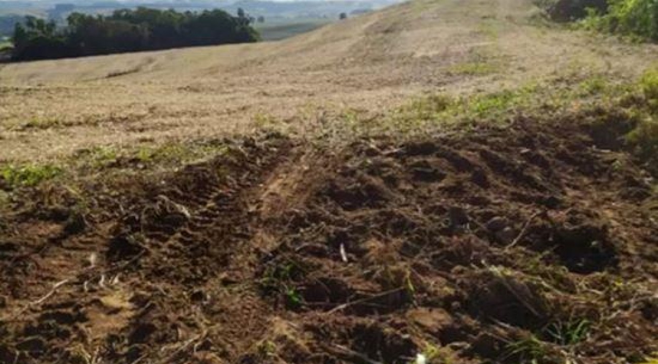 Ladrões furtam sete vacas leiteiras em Rondinha - RS.