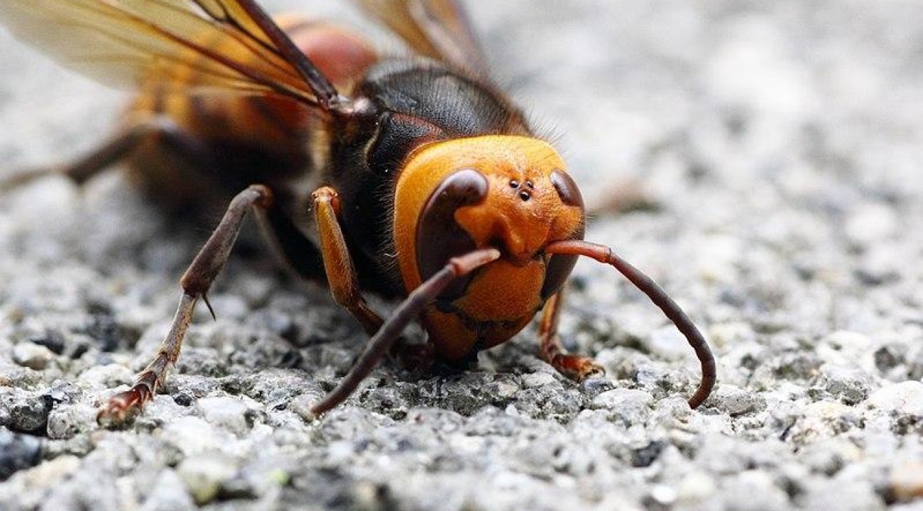 Homem morre após ser atacado por vespa Asiática