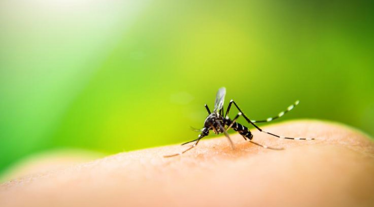 São Miguel do Oeste em SC, enfrenta epidemia de dengue.