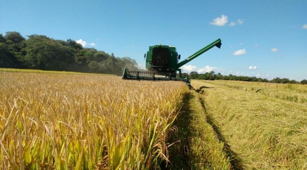 Seca provocou quebra de 28,7% na safra de grãos de verão, aponta Emater.