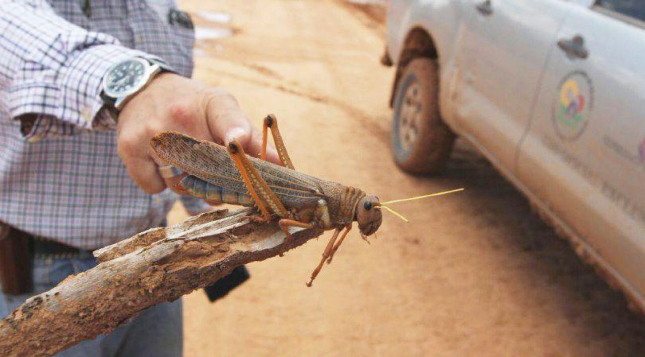 Argentina coloca fronteira gaúcha em atenção por nuvem de gafanhotos.