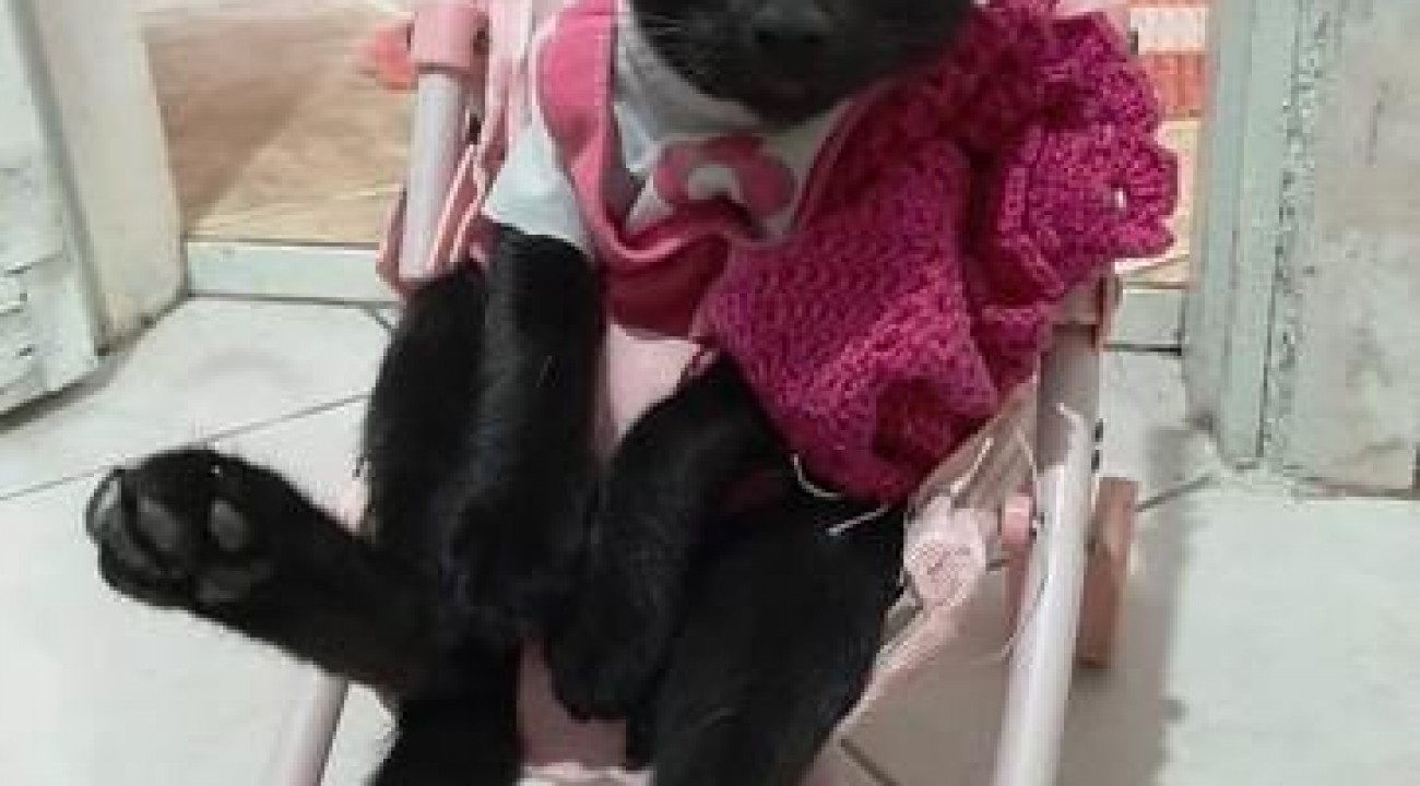 Homem é preso suspeito de matar gato da vizinha a tiros em SC