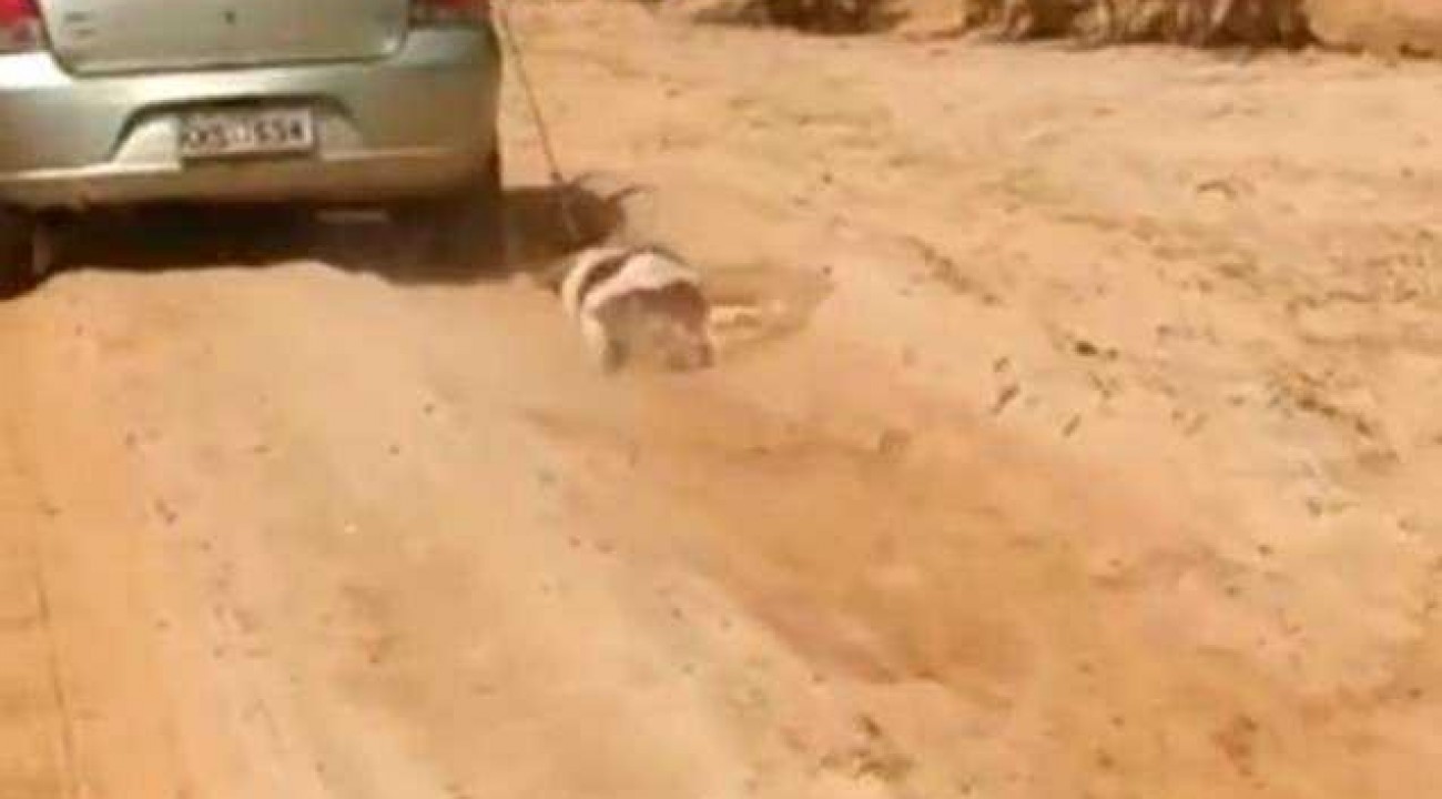 Motorista é flagrado arrastando cachorro com corda no pescoço.