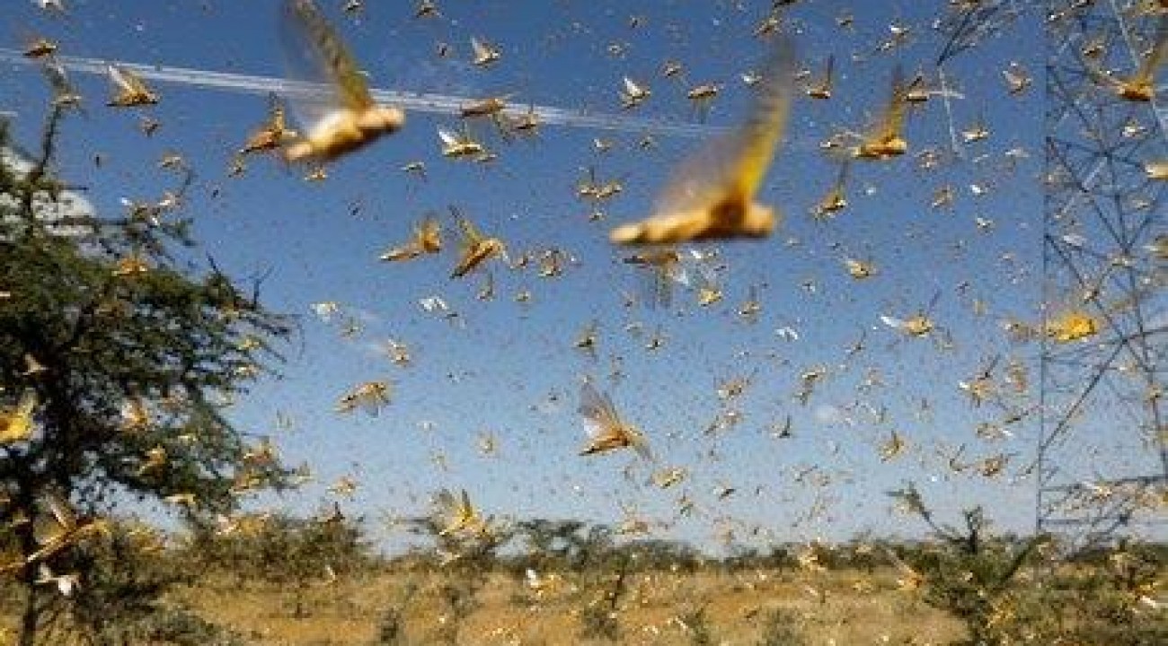 Nuvem de gafanhotos volta a preocupar agricultores brasileiros.