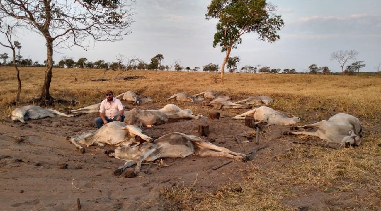Cerca de 100 cabeças de gado morrem após frio de 9°C em MT.