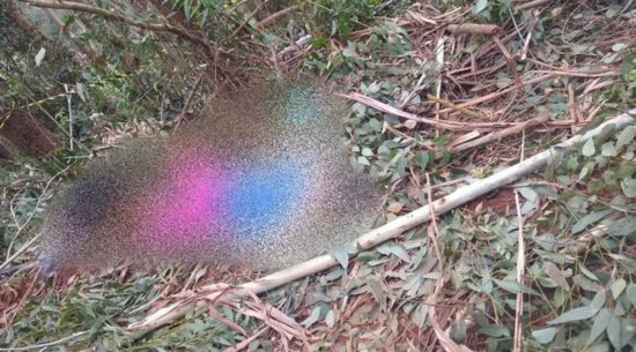 Mulher morre após ser atingida por eucalipto no interior de Jacutinga.