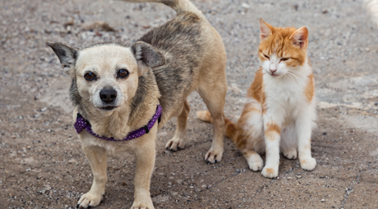 Senado aprova aumento de pena para agressores de cães e gatos.