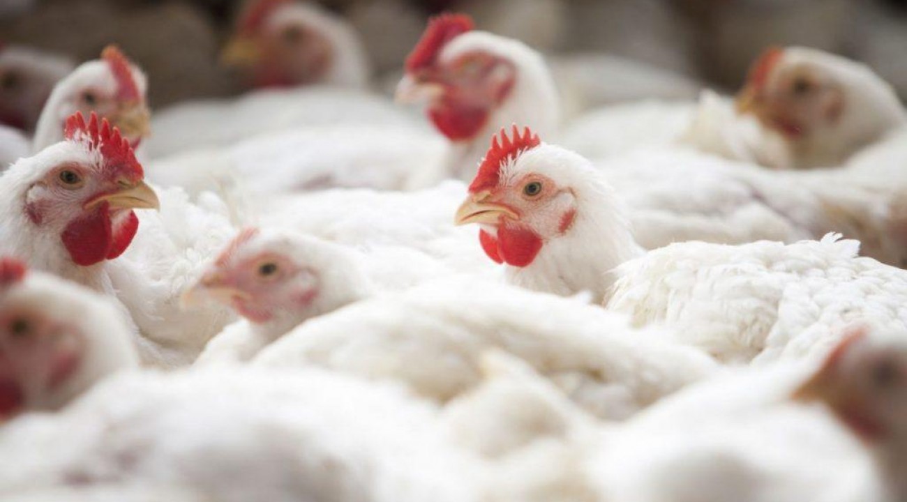Alta da ração vai encarecer carne de frango.