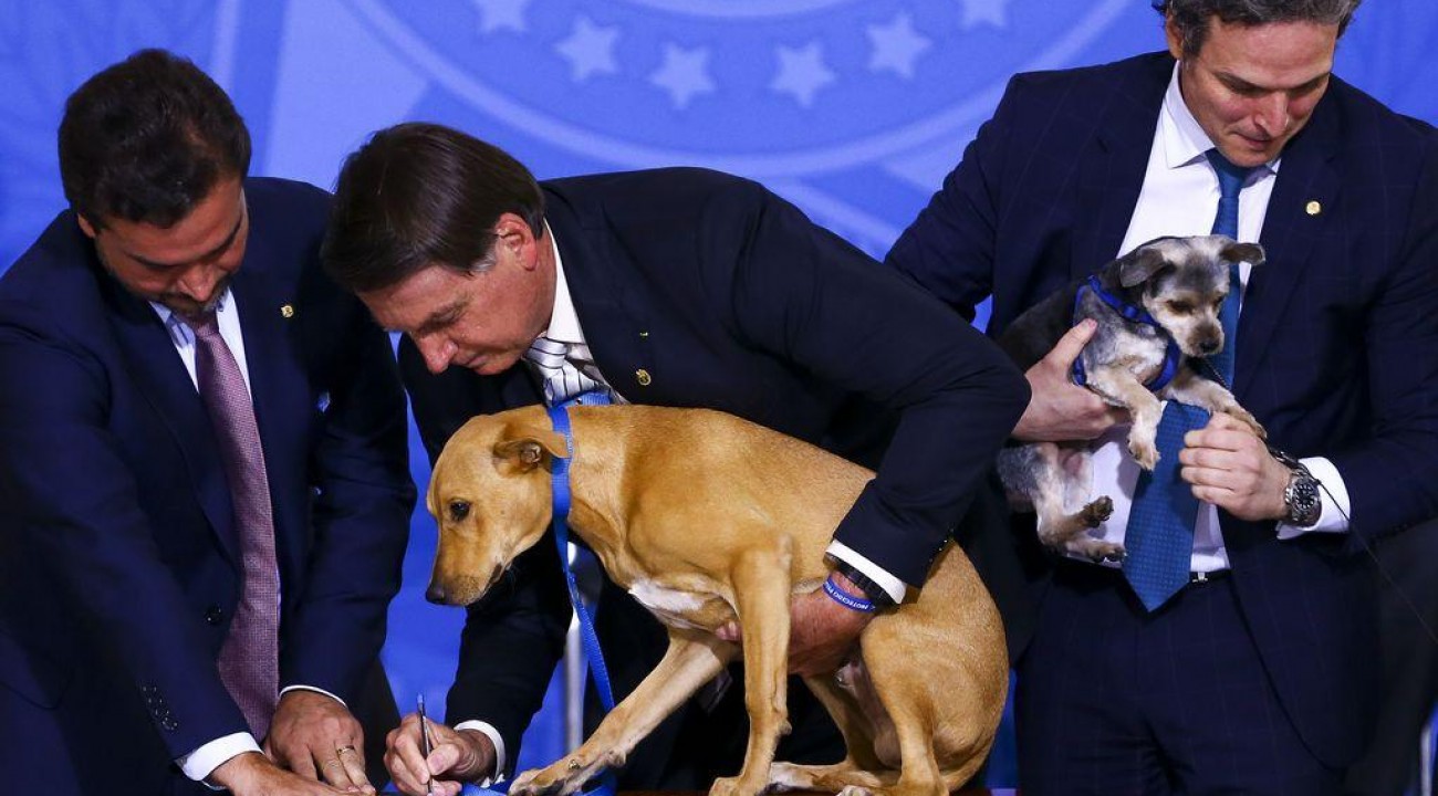 Bolsonaro sanciona lei que aumenta pena para maus-tratos a cães e gatos.