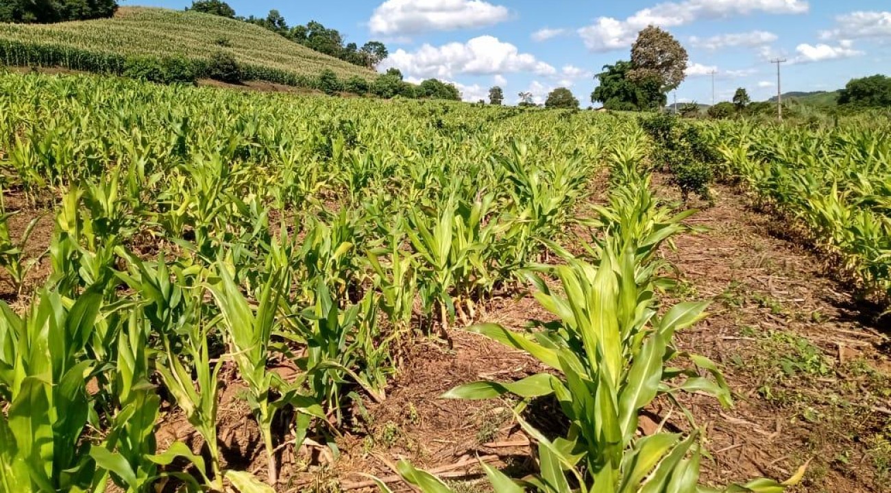 Itatiba do Sul: Mais prejuízos no campo.
