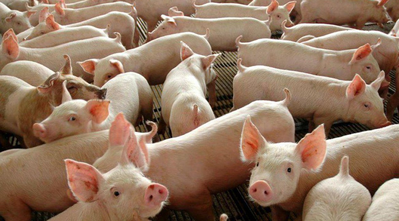 Produção de suínos para abate cresce 5,63% no RS.