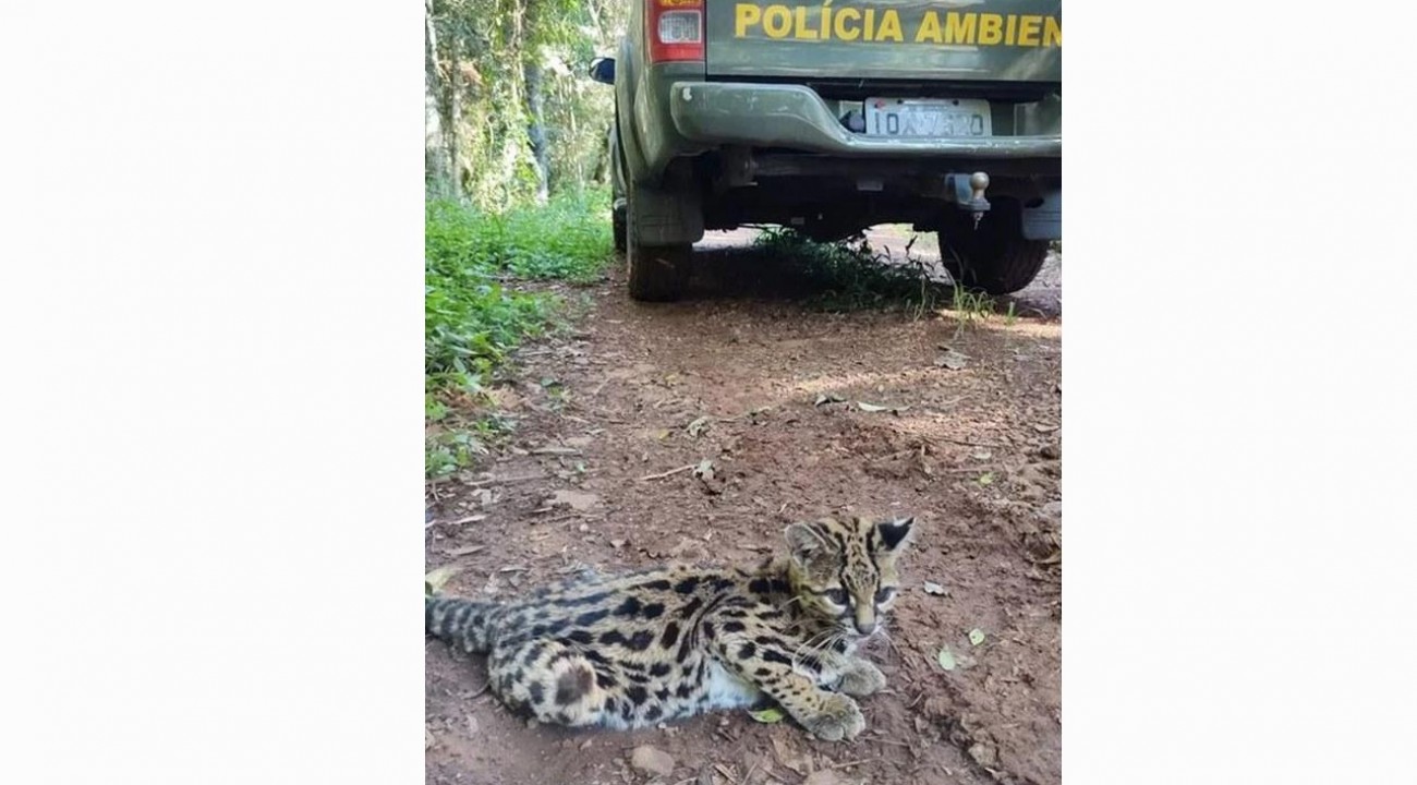 PATRAM de Erechim resgata gato-macarajá em Itatiba do Sul.