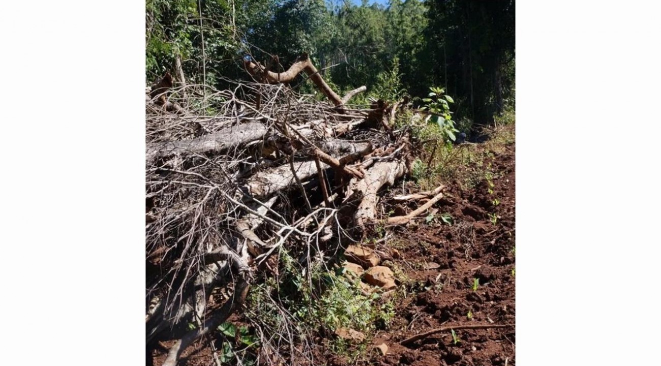 PATRAM de Nonoai flagra desmatamento ilegal em Erval Grande.