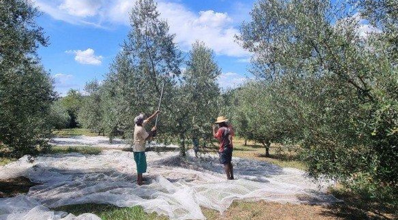 Rio Grande do Sul bate recorde na produção de azeites em 2022.