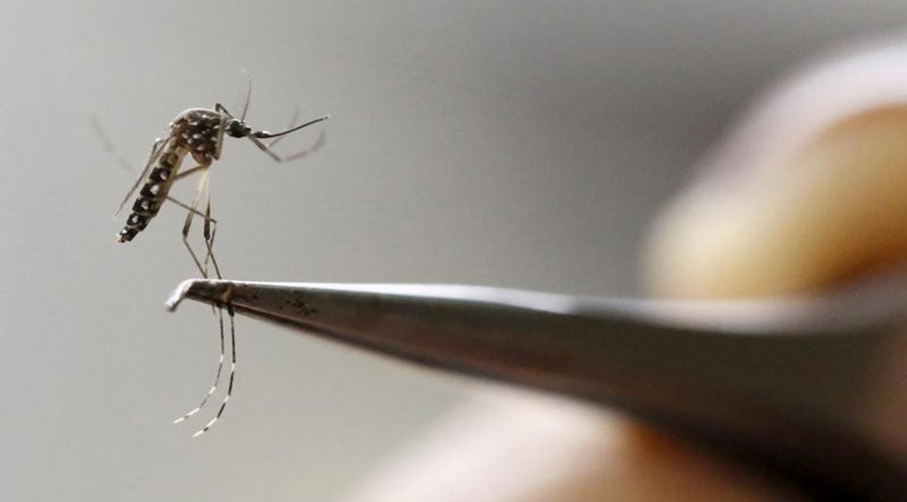 Rio Grande do Sul chega a 13 óbitos por dengue no ano.