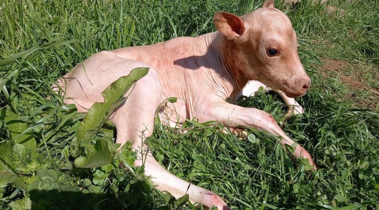 Morre bezerra com alopecia congênita que estava sendo estudada.