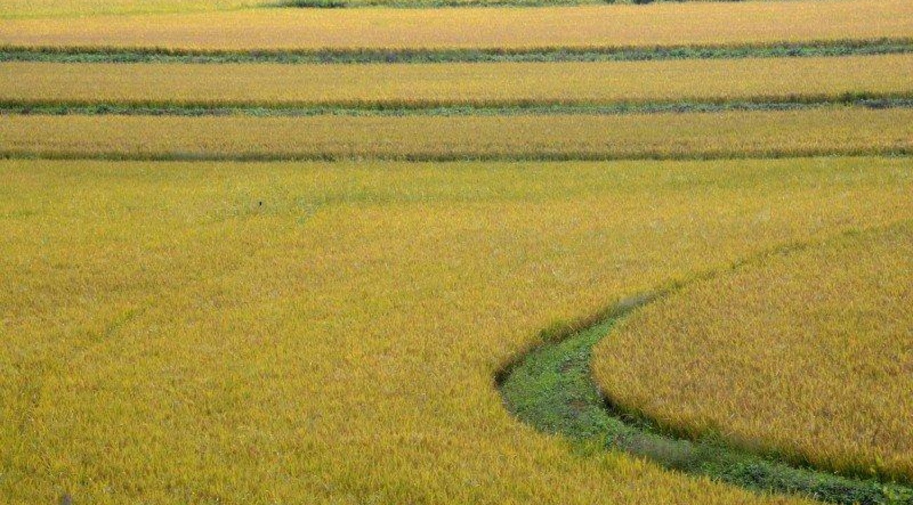 Semeadura do arroz está sendo concluída no RS.
