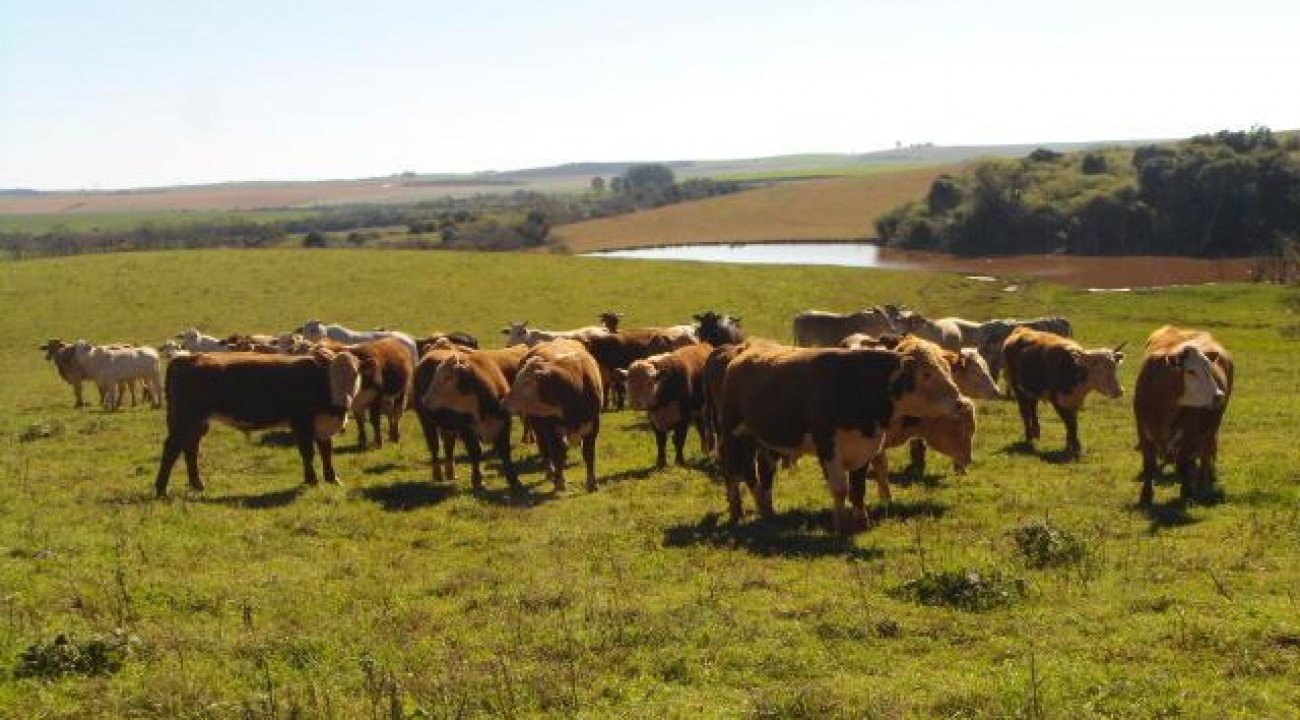 Produção de carne bonina no RS deve crescer 20% em 10 anos.