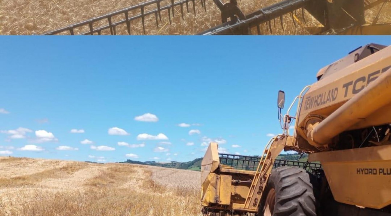 Inicia a colheita do trigo em Itatiba do Sul