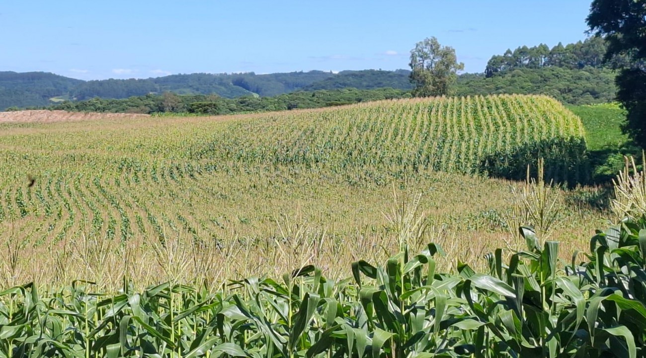 Milho está em plena colheita e atinge 16% da área total cultivada
