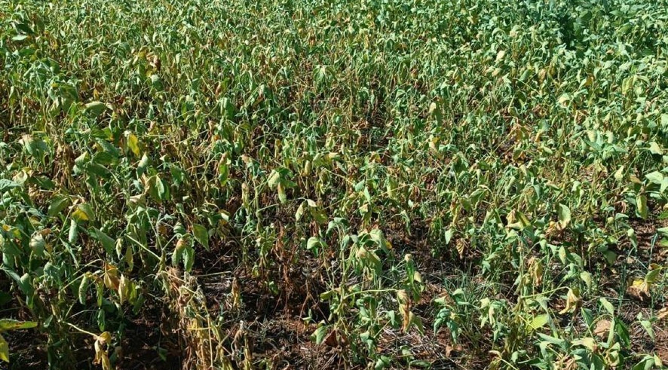 Jacutinga decreta situação de emergência em função da seca
