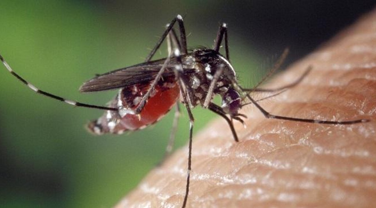 Confirmada primeira morte por dengue em Erechim