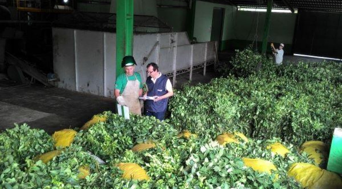Festa da Colheita da Erva-Mate é nesta quinta-feira, em Viadutos