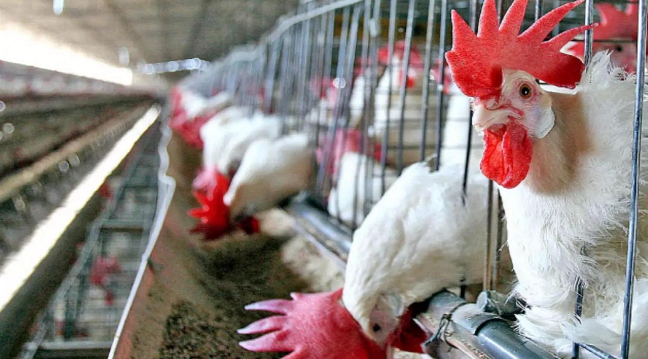 Arábia Saudita retoma importação da carne de aves do Rio Grande do Sul