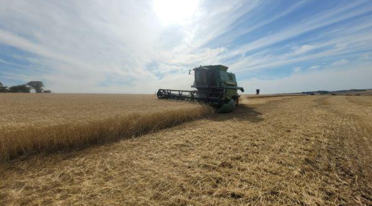 Colheita do trigo avança de forma moderada no RS