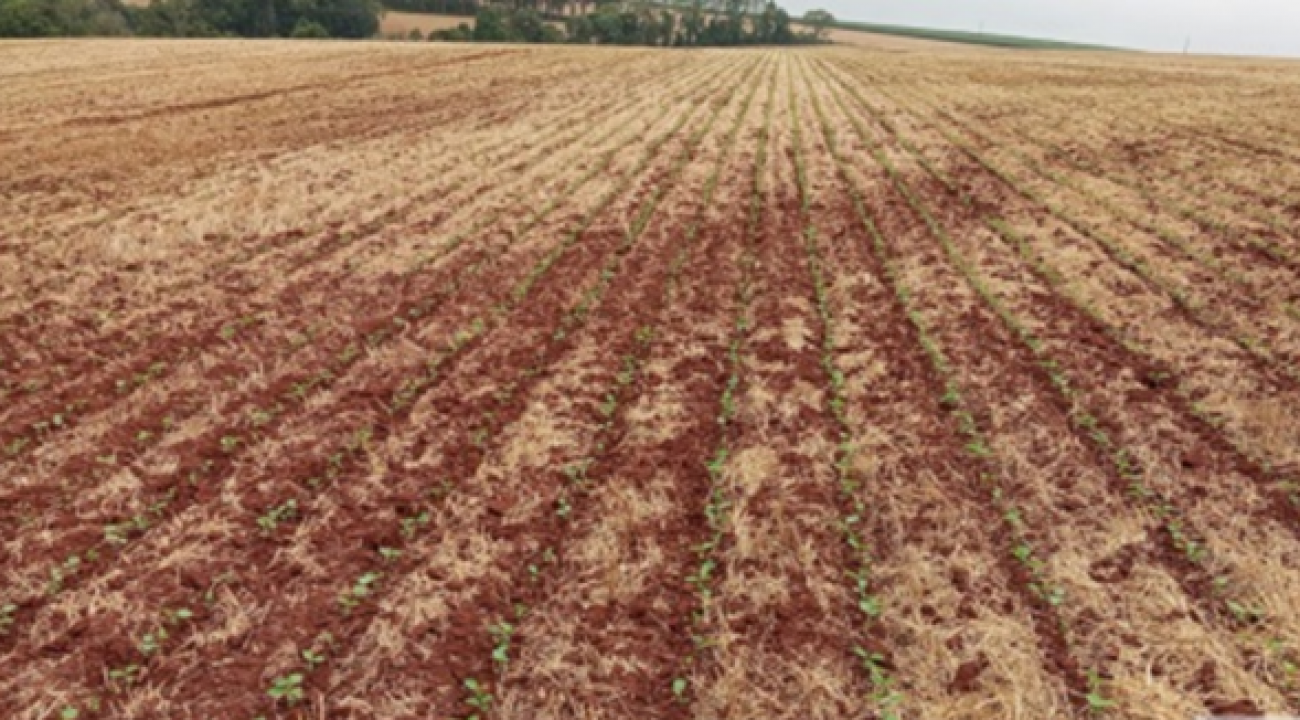 Plantio da soja é de 22% da área prevista para o RS