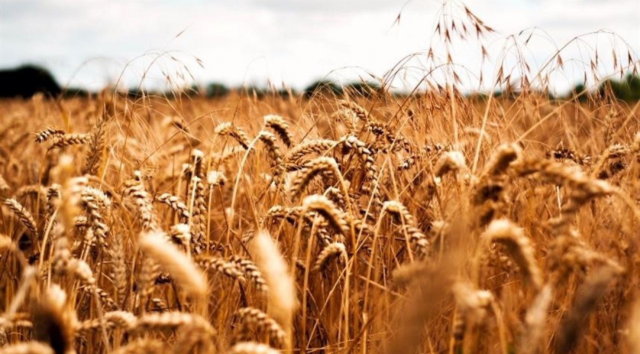 RS acelera colheita do trigo, mas ritmo segue abaixo da média