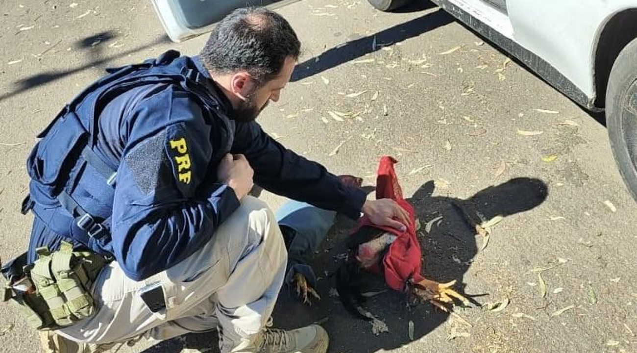 PRF resgata três galos de rinha vítimas de maus-tratos em Erechim