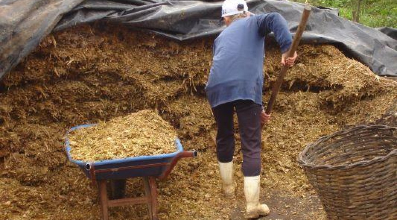 Milho silagem tem bom desenvolvimento no RS