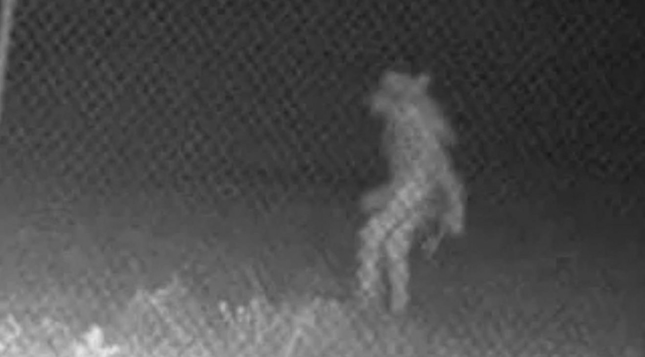 Polícia é chamada para atender ocorrência de 'lobisomem' no RS: